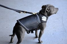 a black dog wearing a leather vest and leash