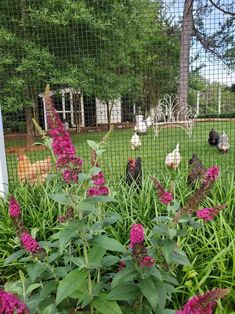 some chickens are standing in the grass near flowers and plants with purple flowers on them