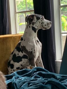 a dalmatian dog sitting on top of a bed next to a window