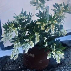 a potted plant with white flowers in it