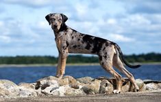 a dog standing on rocks near the water