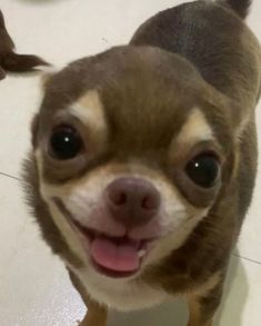 a small brown and white dog standing on top of a tile floor