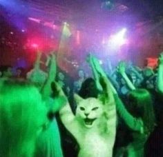 a cat is dancing at a party with other people