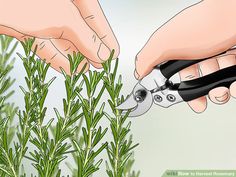 How to Harvest Rosemary: 8 Steps (with Pictures) - wikiHow Harvesting Rosemary How To, Preserving Rosemary, Harvesting Rosemary, Rosemary Care, Planting Rosemary, Harvest Rosemary, Rosemary Plant Care, Rosemary Bush, Grow Rosemary