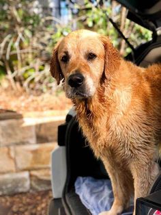 a dog is standing in the back of a car