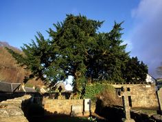 a large tree sitting next to a stone wall