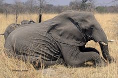 an elephant is laying down in the tall grass