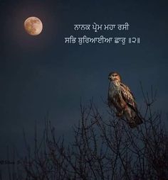 an owl sitting on top of a tree in front of the moon with words written below it