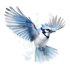 a watercolor painting of a blue jay in flight with its wings spread wide open