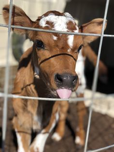 a brown and white calf sticking its tongue out through a wire fence looking at the camera