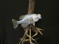 a fish that is sitting on top of a branch in the dark, it appears to be dead