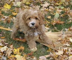 a brown dog standing next to a pile of leaves and a broom on the ground