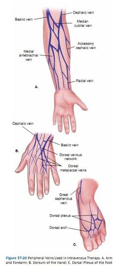 Iv Sites, Veins Tattoo, Phlebotomy Study, Medical Terminology Study, Nursing School Inspiration, Medical Laboratory Technician, Medical Assistant Student, Basic Anatomy, Nursing School Essential