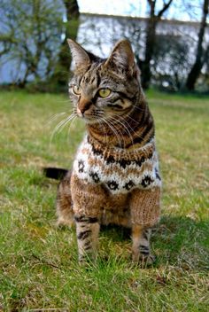 a cat sitting in the grass wearing a sweater