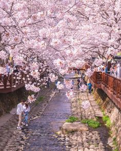 people are walking under cherry blossom trees in the park, with stone walkways and cobblestones