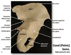 the bones of an animal are labeled in this diagram