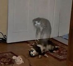 two cats playing with each other on the floor in front of a door and stuffed animals