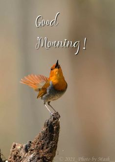 a small bird sitting on top of a tree stump with the words good morning written above it