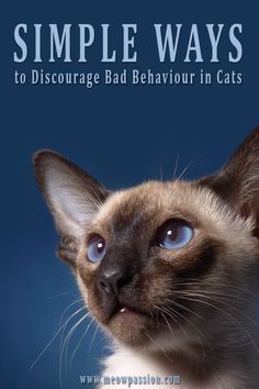 a siamese cat with the title simple ways to distorage bad behavior in cats