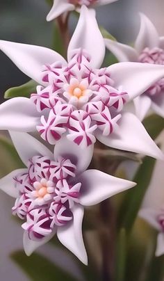 some white and pink flowers with green leaves