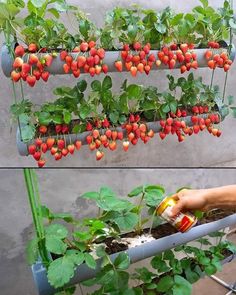 two pictures of strawberries growing in an outdoor planter, one is being watered by a hand