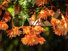 an orange flower is hanging from a tree