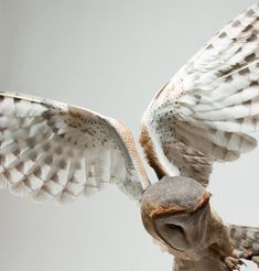 an owl flying with its wings spread wide