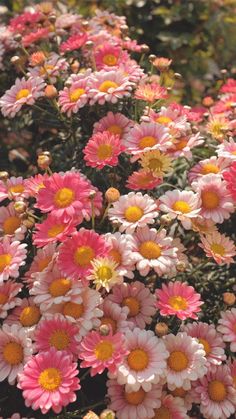 pink and yellow flowers are growing in the garden