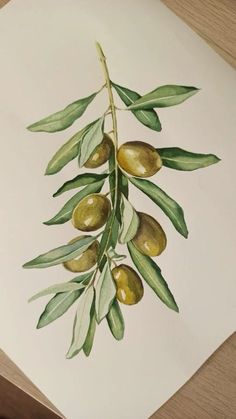 an olive branch with green leaves on it