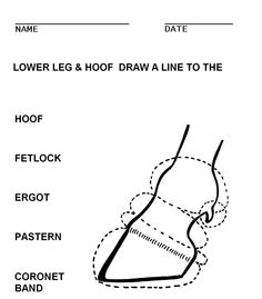 a drawing of a foot with the words lower leg and hoof drawn on it