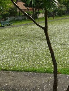 a park bench sitting in the middle of a grass covered field next to a tree