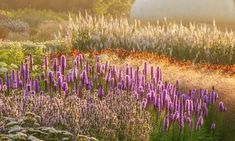 a field full of purple flowers next to a large round structure in the middle of it