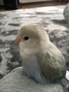 a small white bird sitting on top of a chair