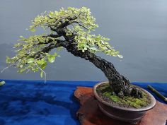 a bonsai tree sitting on top of a wooden table next to a blue cloth