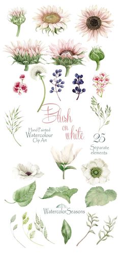 watercolor illustrations of flowers and leaves