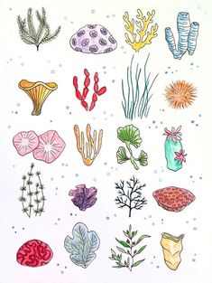 a drawing of different types of seaweed and corals