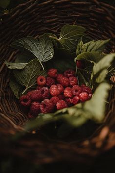 raspberries in a wicker basket with green leaves