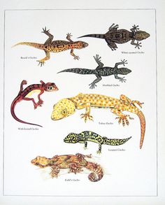 an image of different types of lizards on a white background with black and yellow accents