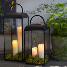 three lit candles are sitting in front of a potted plant