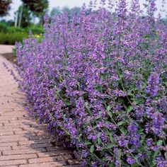 purple flowers are growing on the side of a brick path