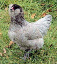 a gray chicken standing on top of green grass