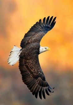 an eagle flying in the air with its wings spread out and it's talon extended