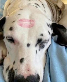 a dalmatian dog sleeping on top of a blue blanket with its eyes closed