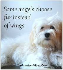 a white dog laying on top of a floor next to a sign that says, some angels choose fur instead of wings