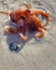 an octopus is laying on the sand with its head in the water