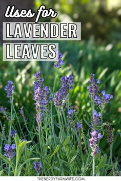 lavender flowers with text overlay that says uses for lavender leaver leaves in the garden