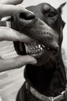 a black and white photo of a dog's teeth