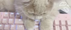 a white cat sitting on top of a pink keyboard