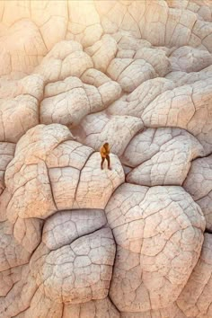 an animal is standing in the middle of some rocks