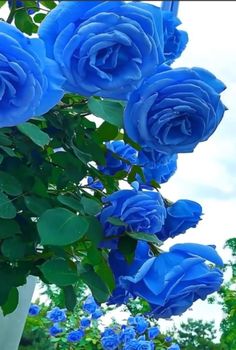 blue roses are growing in a white vase